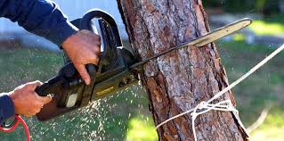 Best Tree and Shrub Care  in Shaker Heights, OH