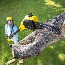 Reliable Shaker Heights, OH Tree Care Solutions