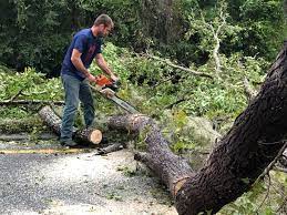How Our Tree Care Process Works  in  Shaker Heights, OH